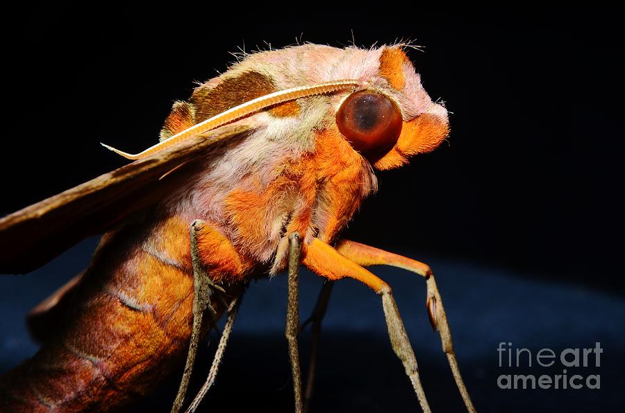 Streaked Sphinx Moth Profile Photograph by Lynda Dawson-Youngclaus