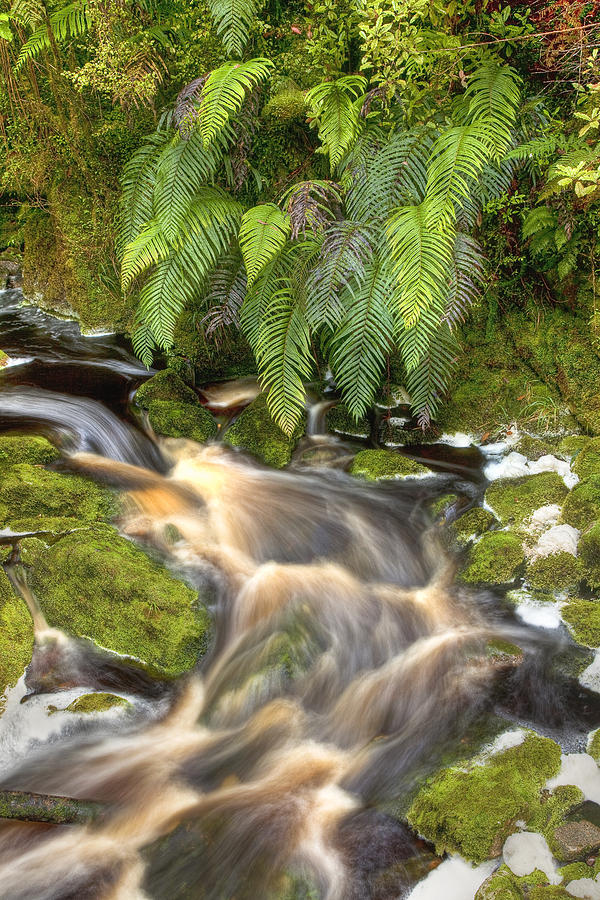 Stream And Ferns Oparara Basin Arches Photograph by Colin Monteath