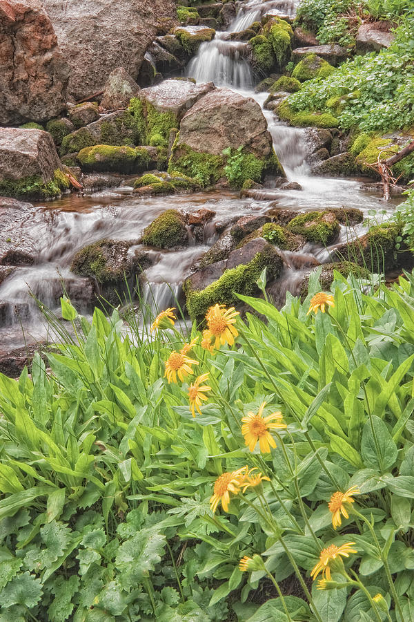 Stream and Wildflowers Photograph by Douglas Pulsipher