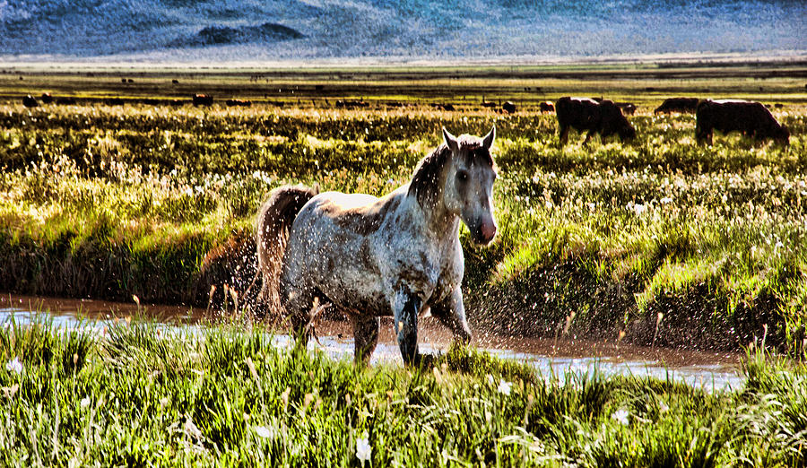 Stream Bath Photograph by Diane Graham - Fine Art America