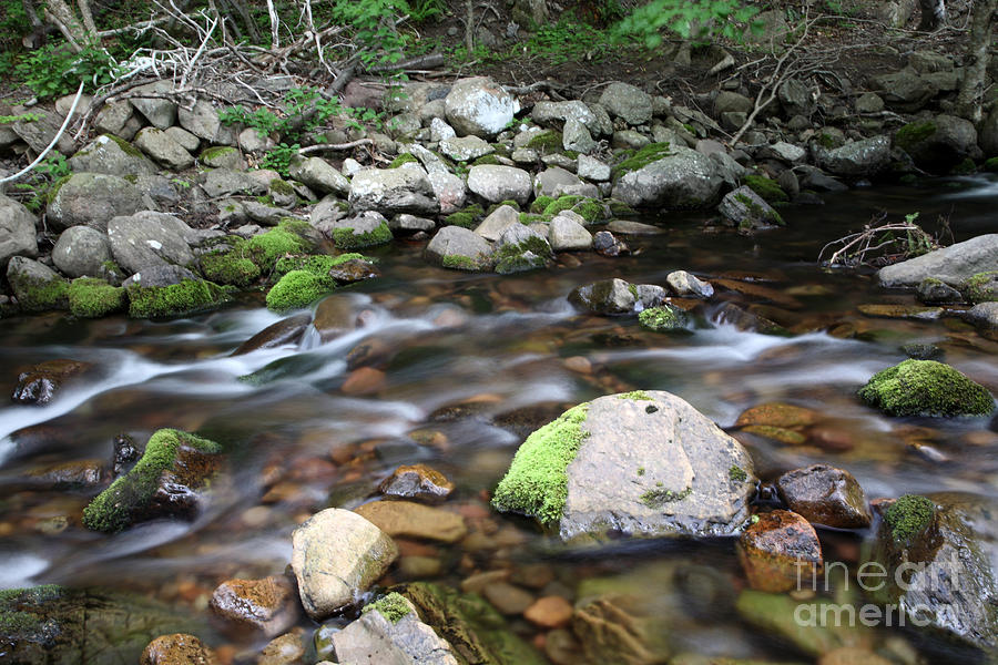 Stream In Nova Scotia Photograph by Ted Kinsman
