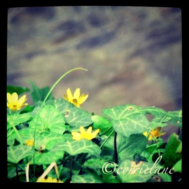 Flower Photograph - Stream N Flowers. Dublin by Corrie Pannell Fleming