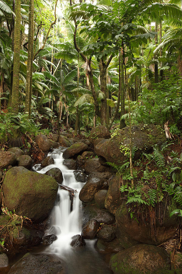 Landscape Photograph - Stream Running Through The Rainforest by Robert Postma