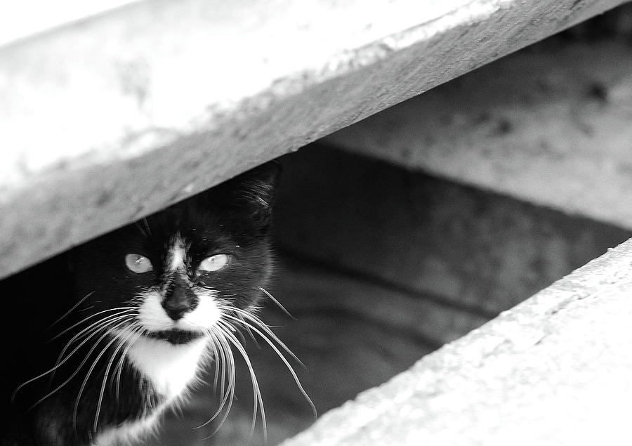 Street Cat Photograph by Julie Niemela