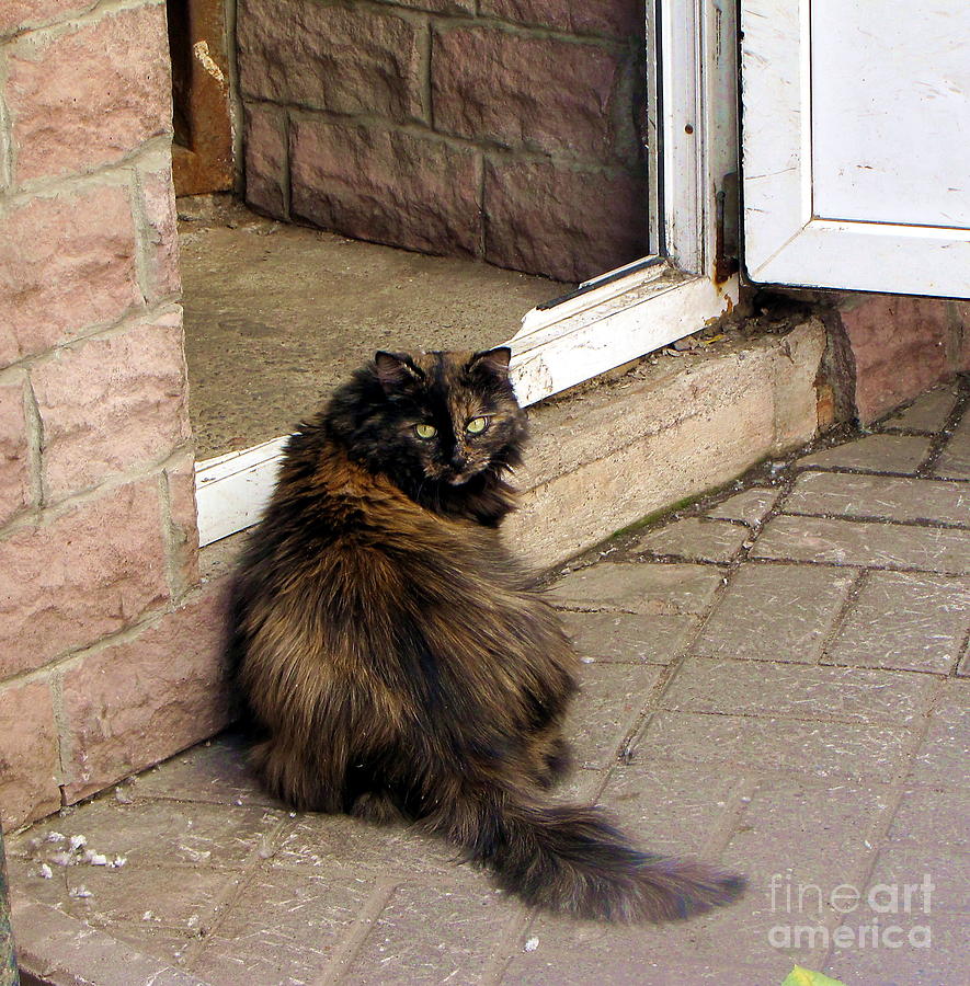 Cat Photograph - Street cat by Yury Bashkin