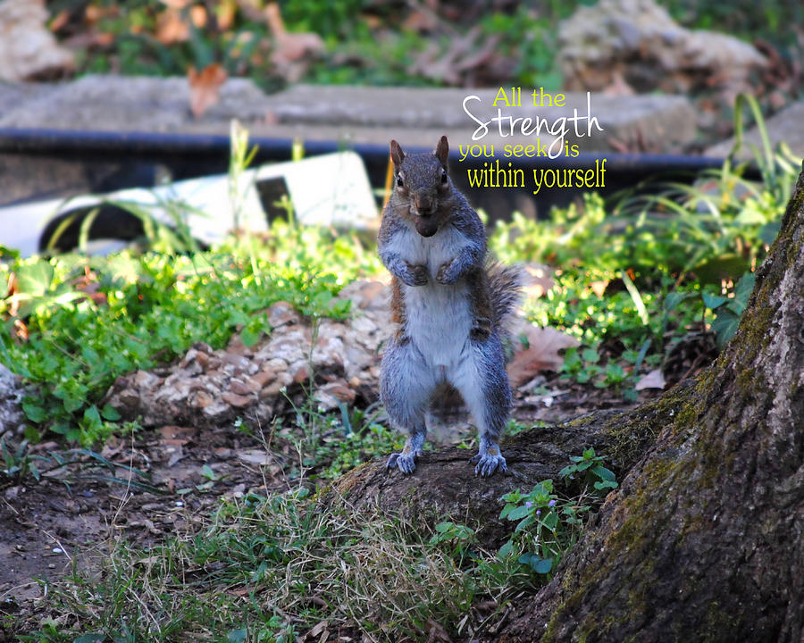 STRENGTH Encouraging Squirrel Photo Photograph by Jai Johnson