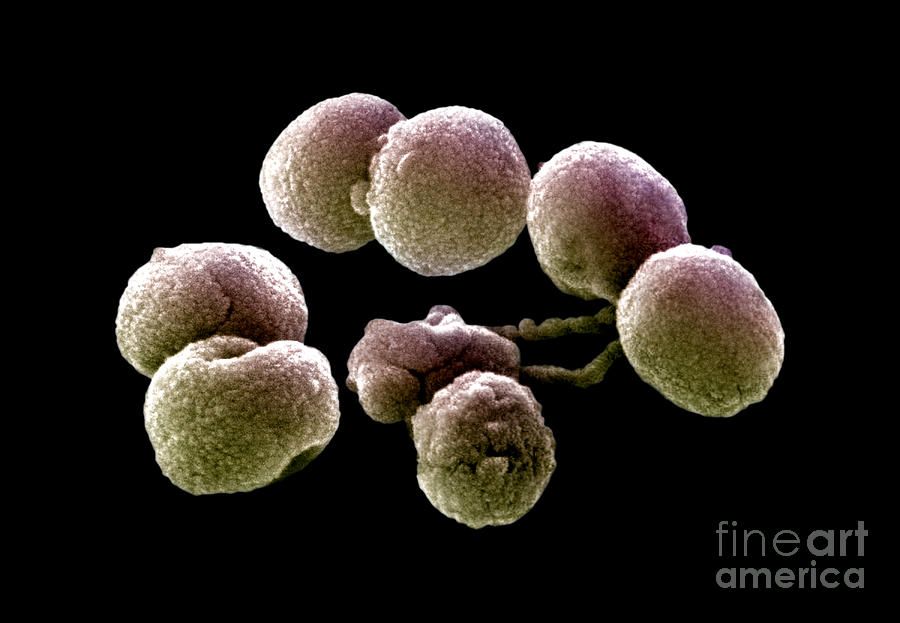 Pneumococcus Photograph - Streptococcus Pneumoniae by Science Source