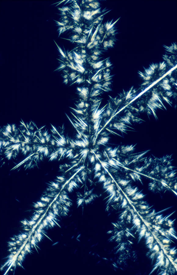 Lm Photograph - Streptomycin Crystal by David Parker