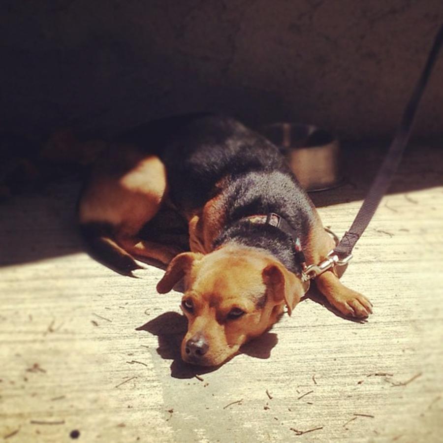 Dog Photograph - Stretchy In Trouble -_- #dog #puppy by Nena Alvarez