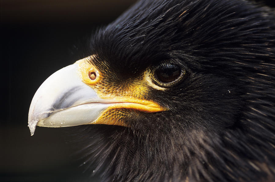 Striated Caracara Photograph by David Aubrey - Fine Art America