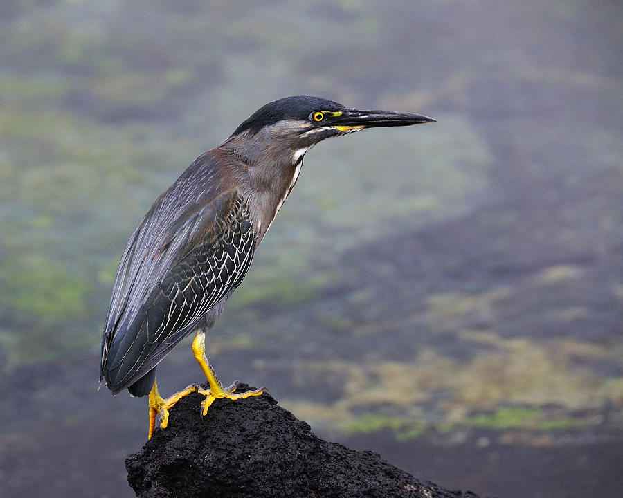 Striated Heron Photograph by Tony Beck
