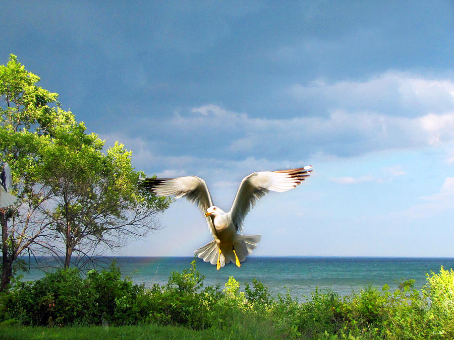 Strike A Pose Gull Photograph by Ms Judi