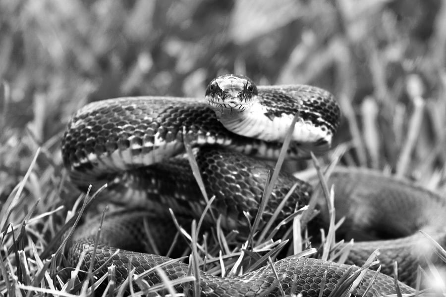 Snake Photograph - Strike by Betsy Knapp