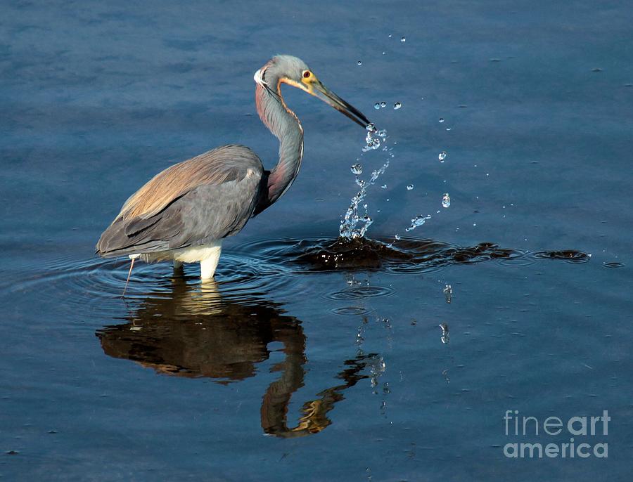 Heron Photograph - Strike Out by Adam Jewell