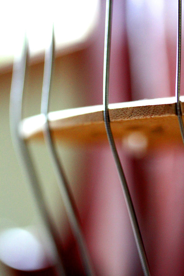 Stringed Potential Photograph by Marie Jamieson