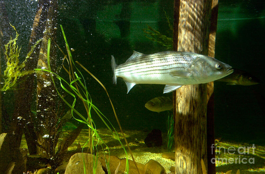 Striped bass in aquarium tank on Cape Cod Photograph by Matt Suess - Pixels