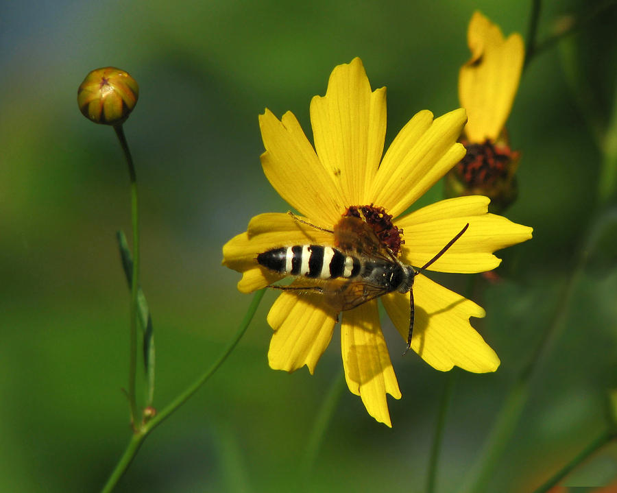 Striped Bee on Wildflower Photograph by Peggy Urban