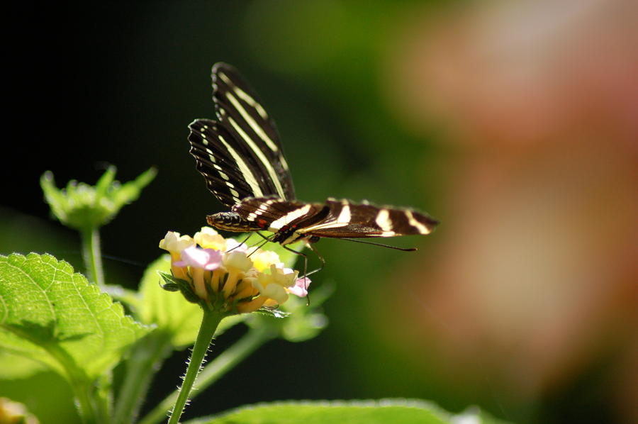 Striped Butterfly Photograph By Shawn Davies - Fine Art America