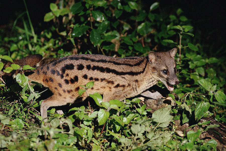 Mammal Photograph - Striped Civet Fossa Fossana Side View by Gerry Ellis