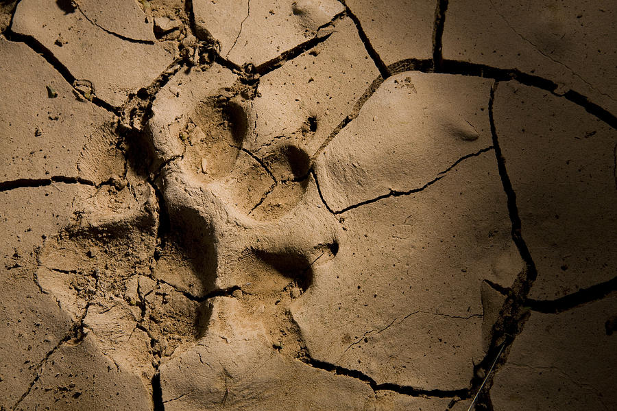 Striped Hyena Footprint In Cracked Mud Photograph by Sebastian Kennerknecht