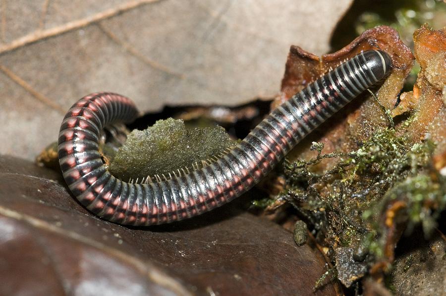 Striped Illipede In Leaf Litter Photograph by Paul Harcourt Davies ...