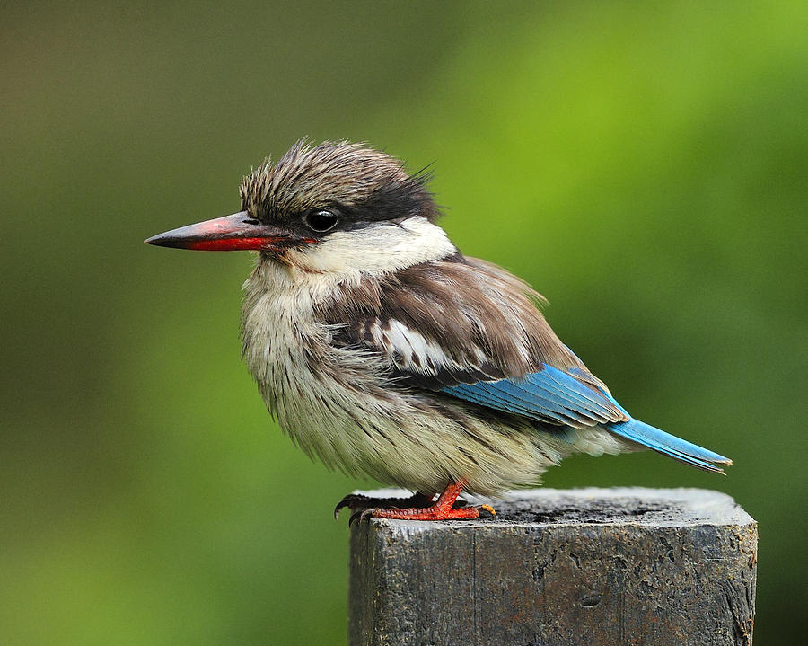 Striped Kingfisher Photograph by Tony Beck
