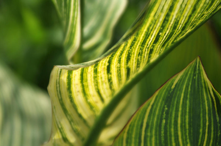 Striped Leaf 2 Photograph by Douglas Pike