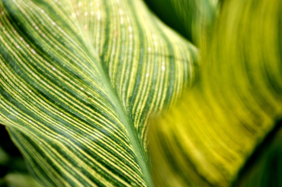 Striped Leaf Photograph by Douglas Pike