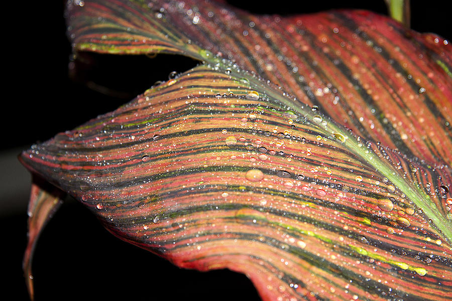 Striped Leaf Photograph by Yuri Lev