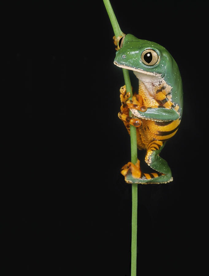 Striped Lemur Frog Photograph by Darwin Wiggett - Fine Art America