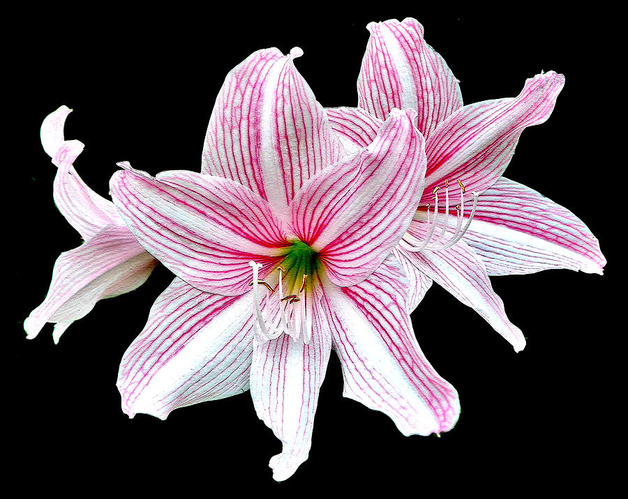 Striped Lily On Black Photograph by Roy Foos