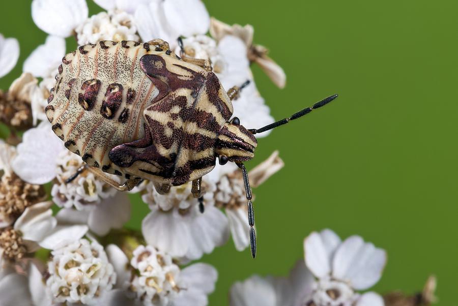 Striped Sheild Bug Nymph Photograph by Jerzy Gubernator - Fine Art America