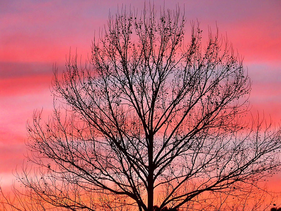 Striped Sunset Photograph by Judy Wanamaker