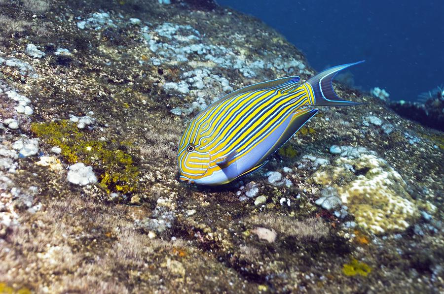 Fish Photograph - Striped Surgeonfish by Georgette Douwma