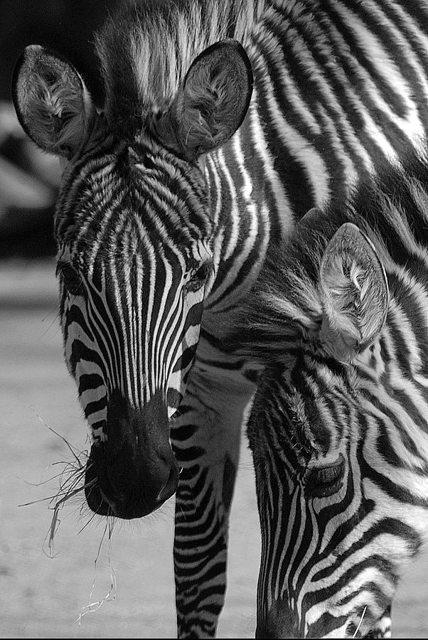 Stripes - Zebra Photograph by DArcy Evans