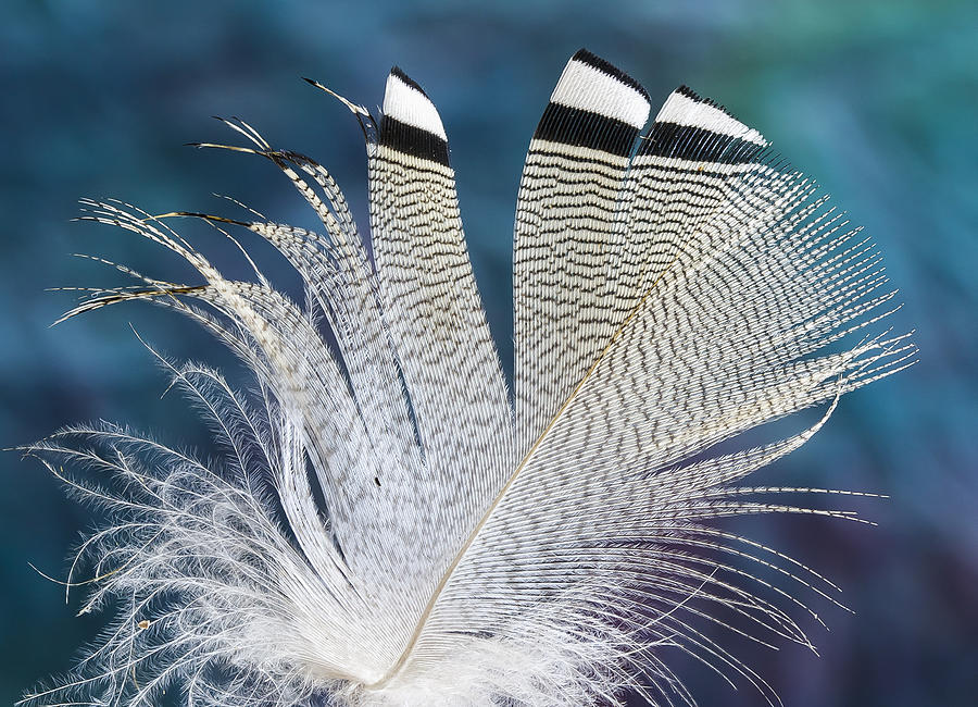  Stripes and Bars on Wood Duck Feather Photograph by Jean Noren