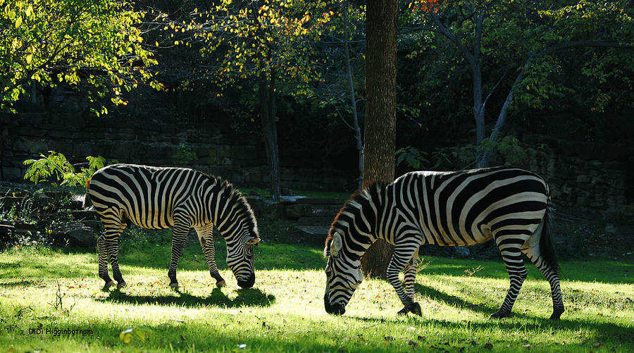 Zebra Photograph - Stripes by DiDi Higginbotham Zebra Photograph - Stripes by DiDi Higginbotham
