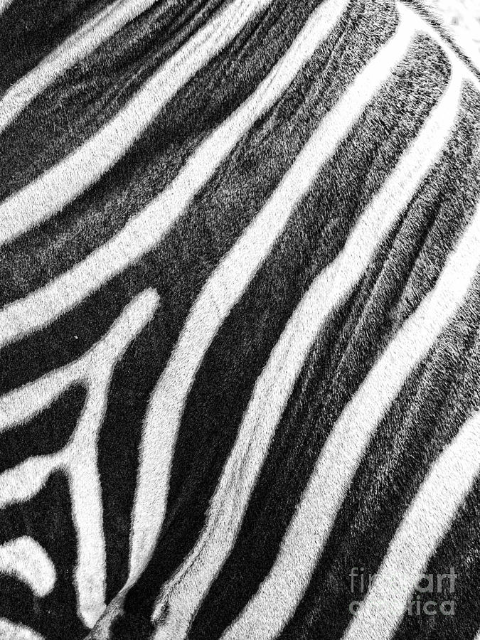 Stripes Photograph by Traci Cottingham