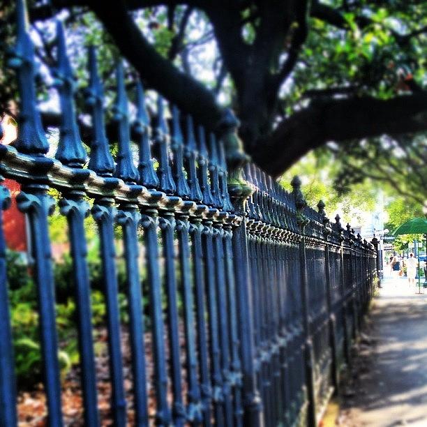 Tree Photograph - Strolling Around #downtown #mobileal by Molly Slater Jones