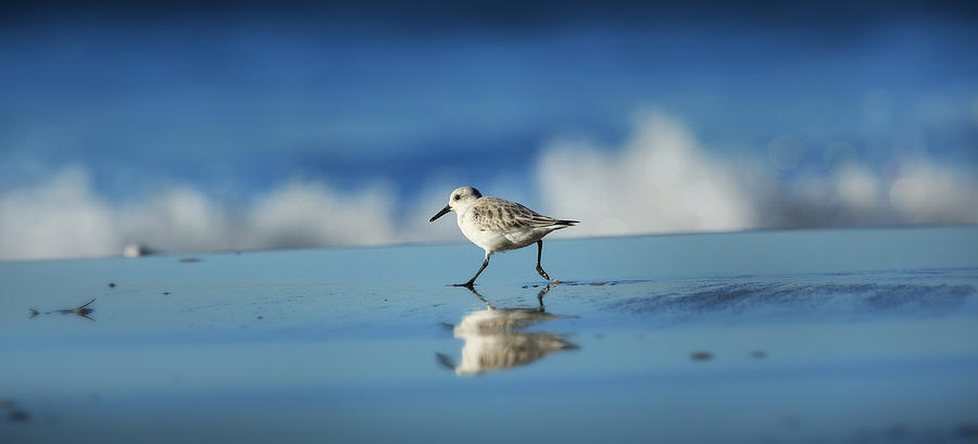 Beach Photograph - Strolling Shorebird by Steve Munch