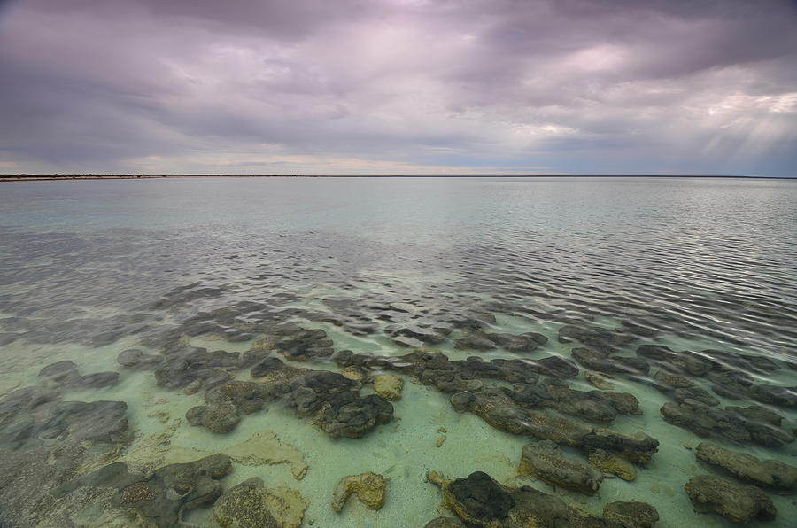 Stromatolites Photograph by Angela White