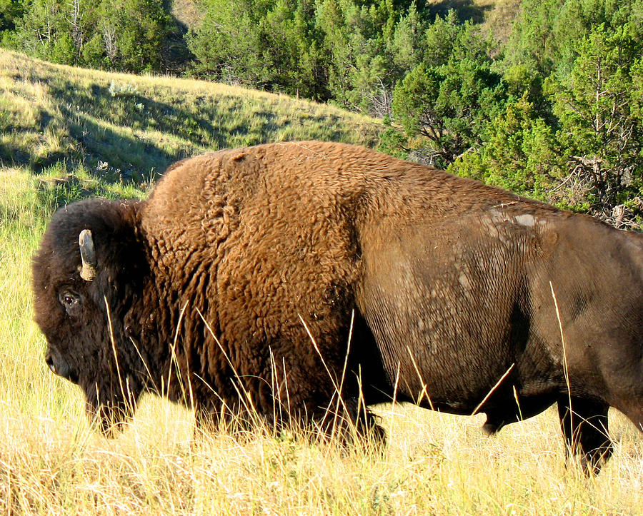 Strong Buffalo by Gigi Ostrowski - Strong Buffalo Photograph - Strong ...