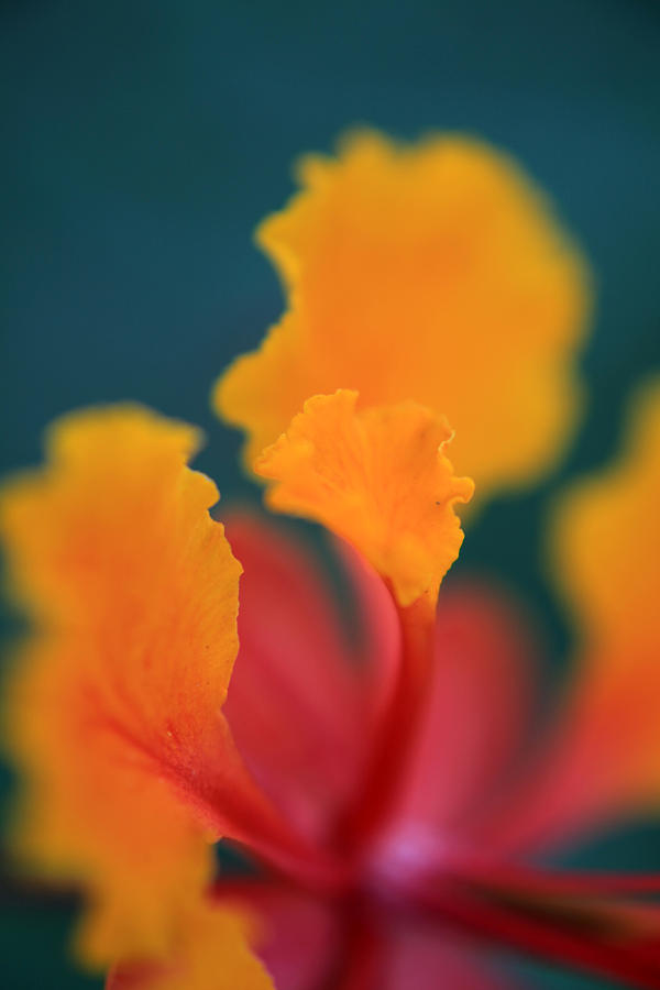 Flower Photograph - Strong Enough by Laurie Search