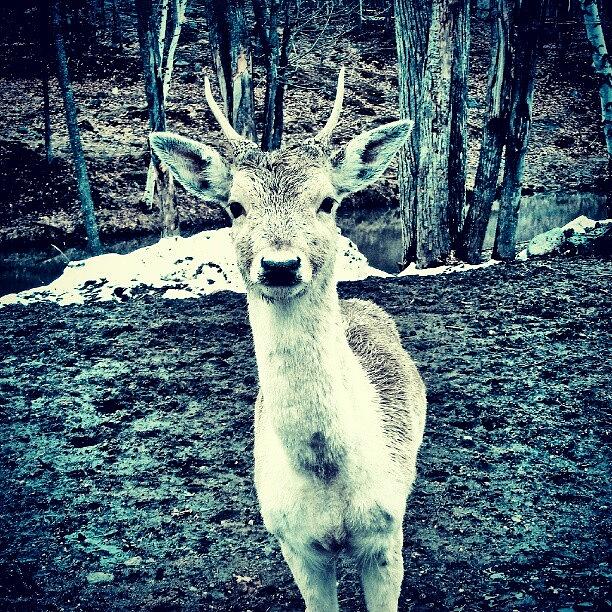 Deer Photograph - Struckt  by Kev Thibault