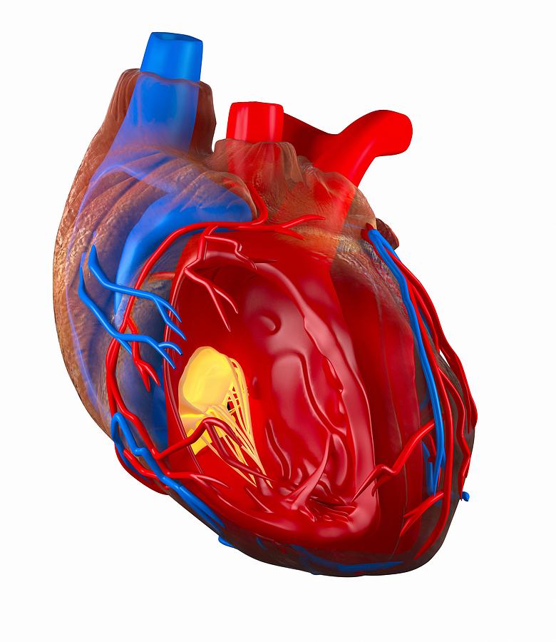 Structure Of A Human Heart, Artwork Photograph by Roger Harris - Pixels