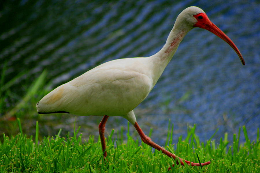 Strutting White Ibis Photograph by Christopher J Kirby