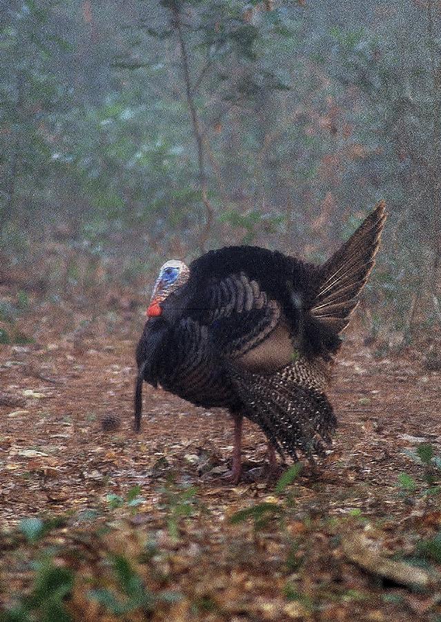 Strutting wild turkey Photograph by David Campione