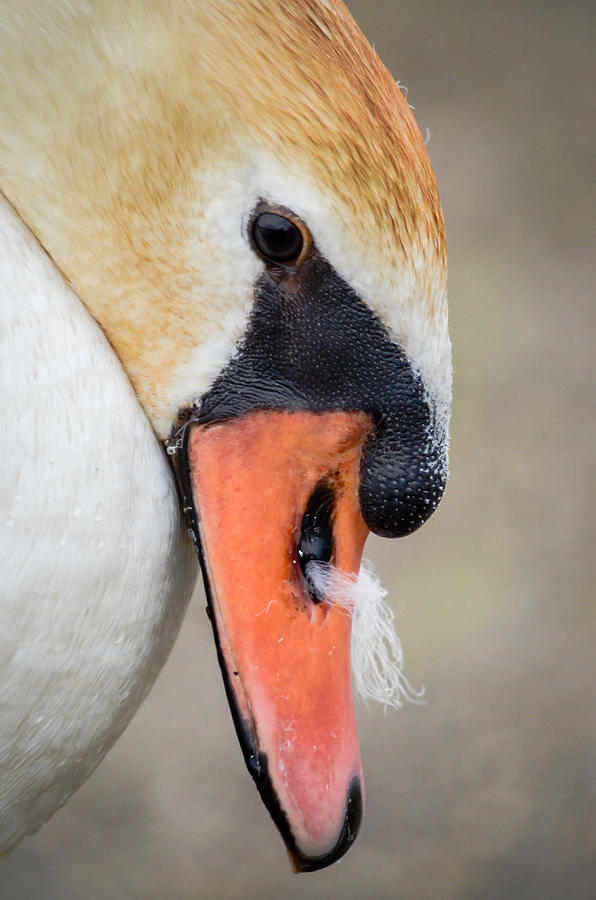 Stuck feather Photograph by Brian Stevens Fine Art America