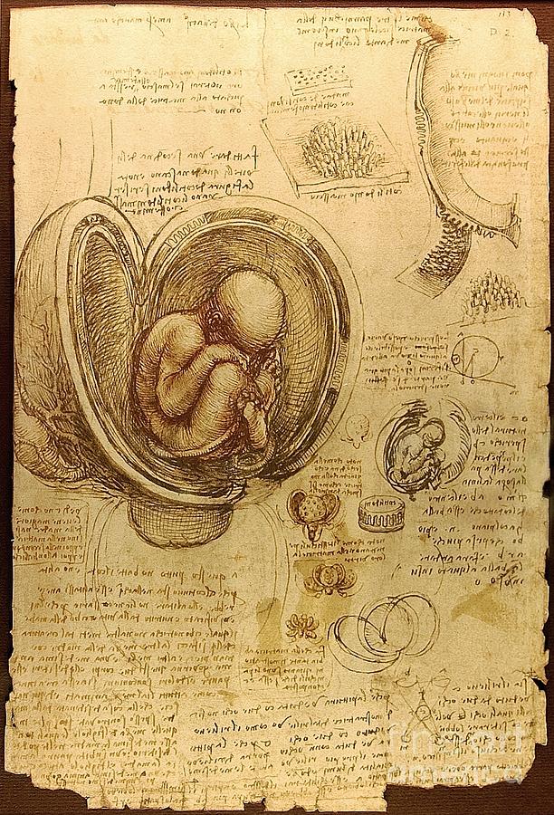 Leonardo Da Vinci Painting - Studies of Embryos by Extrospection Art