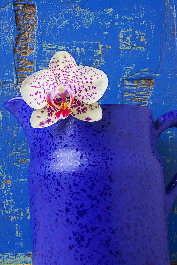 gay blue orchid Gay Blue Orchid